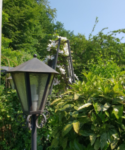 20180608 111856 (medium)